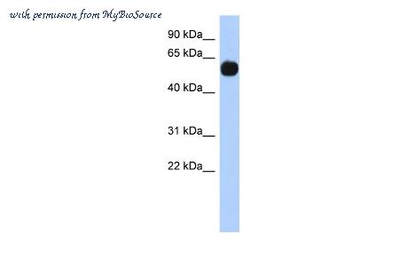 MyBioSource MBS3211216 image 1