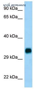 MyBioSource MBS3216814 image 1