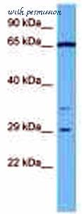 MyBioSource MBS3216814 image 2