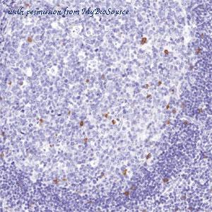 MyBioSource MBS346006 image 1