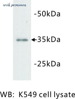 MyBioSource MBS355117 image 1