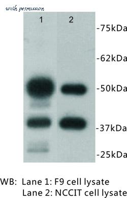 MyBioSource MBS355200 image 1