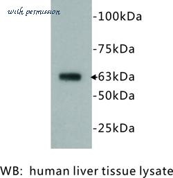MyBioSource MBS355206 image 1