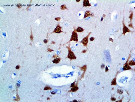 MyBioSource MBS370226 image 1