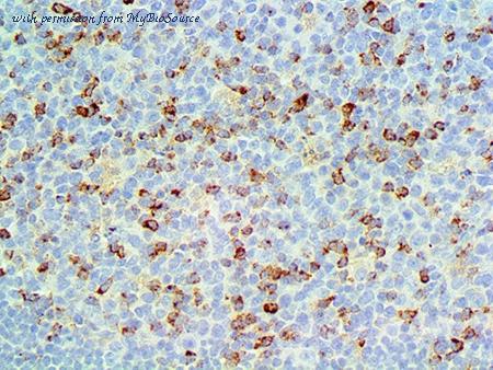 MyBioSource MBS370298 image 2