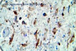 MyBioSource MBS370356 image 1