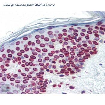 MyBioSource MBS375085 image 1