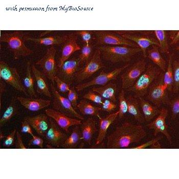MyBioSource MBS375111 image 1