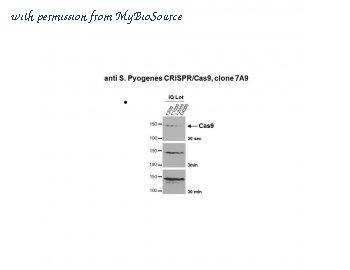 MyBioSource MBS375383 image 1