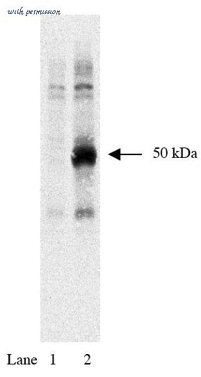 MyBioSource MBS395017 image 1