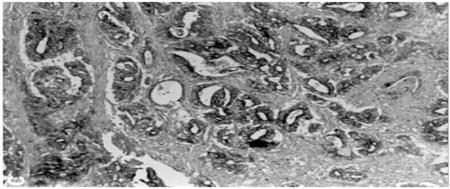 MyBioSource MBS395183 image 1
