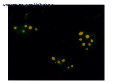MyBioSource MBS395838 image 1