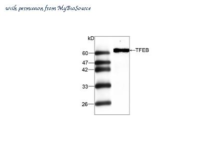 MyBioSource MBS415007 image 1