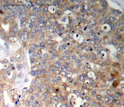 MyBioSource MBS4153005 image 2