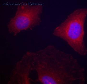 MyBioSource MBS4153005 image 3
