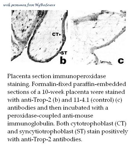 MyBioSource MBS415353 image 1