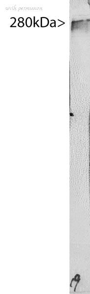 MyBioSource MBS415366 image 1