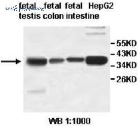MyBioSource MBS415366 image 2