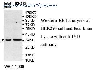MyBioSource MBS415548 image 1