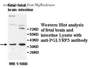 MyBioSource MBS415820 image 1