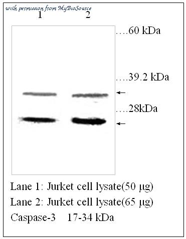 MyBioSource MBS415884 image 1