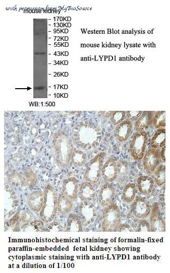 MyBioSource MBS416251 image 1
