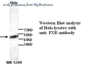 MyBioSource MBS416423 image 1
