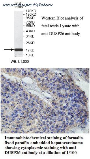 MyBioSource MBS416574 image 1