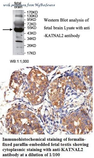 MyBioSource MBS416764 image 1