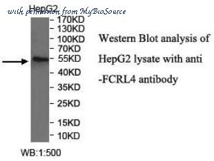 MyBioSource MBS417073 image 1