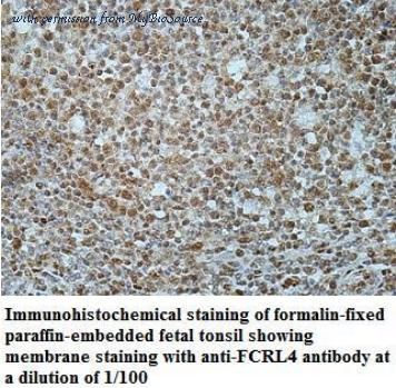 MyBioSource MBS417073 image 2