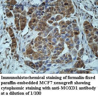 MyBioSource MBS417187 image 2