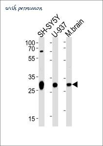 MyBioSource MBS417348 image 1