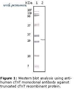 MyBioSource MBS418382 image 1
