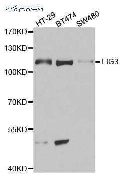 MyBioSource MBS419871 image 1