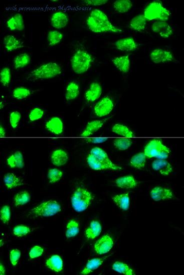 MyBioSource MBS419871 image 2
