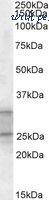 MyBioSource MBS422095 image 1