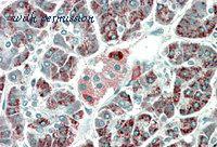 MyBioSource MBS422095 image 2