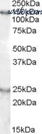 MyBioSource MBS422150 image 1