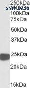 MyBioSource MBS422240 image 1