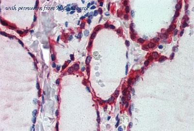 MyBioSource MBS422240 image 2