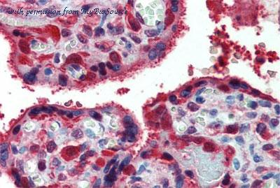 MyBioSource MBS422240 image 3