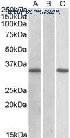 MyBioSource MBS422304 image 1