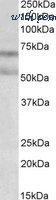 MyBioSource MBS422809 image 1