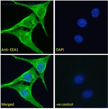 MyBioSource MBS423213 image 2