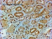 MyBioSource MBS423308 image 1