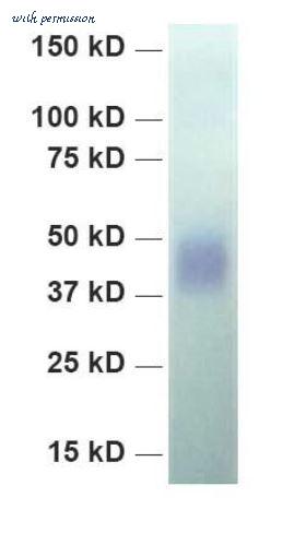 MyBioSource MBS432135 image 1