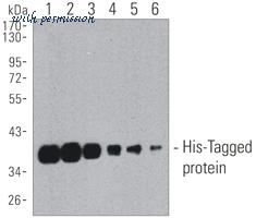 MyBioSource MBS435072 image 1