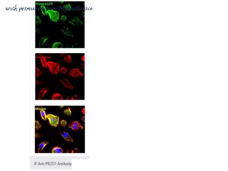 MyBioSource MBS435119 image 1