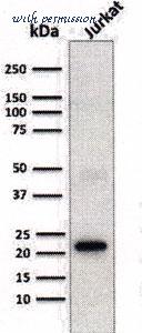 MyBioSource MBS4380150 image 3